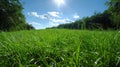 Green Meadow Lawn