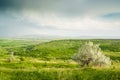 Green Meadow and Lonly Bush Royalty Free Stock Photo