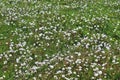 Green meadow with lots of dandelion blowballs Royalty Free Stock Photo