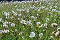 Green meadow with lots of dandelion blowballs Royalty Free Stock Photo