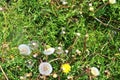 Green meadow with lots of dandelion blowballs Royalty Free Stock Photo