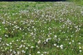 Green meadow with lots of dandelion blowballs Royalty Free Stock Photo