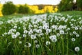 Green meadow with many fluffy dandelion head. Royalty Free Stock Photo