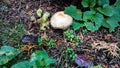 Green meadow with mushrooms in the garden