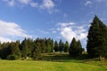 Green meadow near forest under blue sky.Majestic panorama of pine trees above a green pasture under blue sunny sky.mountain summer Royalty Free Stock Photo