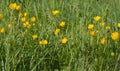 Green meadow or organic park with buttercup flowers for biodiversity Royalty Free Stock Photo