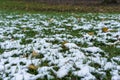 Green meadow in park covered in snow