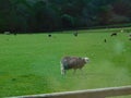 A green meadow pasture with grazing herdwick sheep and a forest at the back in the Lake District Royalty Free Stock Photo