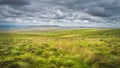 Green meadow and pasture with long grass, ferns and heather in Cuilcagh Mountain Park Royalty Free Stock Photo