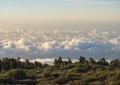 Green meadow, pine trees and view over white fluffy clouds cover and sea at mountain top. Golden hour sunset light. La