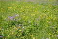 Green meadow with purple cranesbill and yellow crowfoot flowers