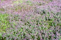 Green meadow with purple flowers in spring Royalty Free Stock Photo