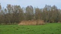 Green meadow with reed and bare willow trees in the flemish countryside