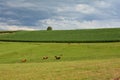 A  green meadow with some cows in front of a corn field Royalty Free Stock Photo