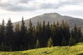 Green meadow, spruce forest and mountain meadow in the evening sun. Mount Berlebashka, Carpathians, Marmaroshchyna, Maramures,