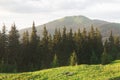 Green meadow, spruce forest and mountain meadow in the evening sun. Mount Berlebashka, Carpathians, Marmaroshchyna, Maramures,