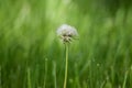 In a green meadow stands a single faded dandelion. Royalty Free Stock Photo