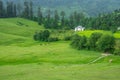 Green Meadow Surrounded by Deodar Tree in Himalayas, Sainj Valley, Shahgarh, Himachal Pradesh, India Royalty Free Stock Photo