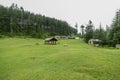 Green Meadow Surrounded by Deodar Tree in Himalayas, Sainj Valley, Shahgarh, Himachal Pradesh, India Royalty Free Stock Photo