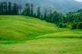 Green Meadow Surrounded by Deodar Tree in Himalayas, Sainj Valley, Shahgarh, Himachal Pradesh, India Royalty Free Stock Photo