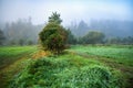 Green meadow with tree on river bank in cold misty morning, Kolodeje nad Luznici Royalty Free Stock Photo