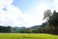 Green meadow with trees and blue sky as a background Royalty Free Stock Photo