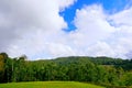 Green meadow with trees and blue sky as a background Royalty Free Stock Photo