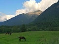 Green meadow, trees, mountains on the horizon. In a clearing grazing horses.