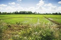 Green meadow under blue sky with clouds Royalty Free Stock Photo