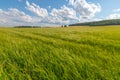 Green meadow under blue sky with clouds.