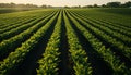 Green meadow, vibrant tulips, organic wheat, idyllic sunset generated by AI Royalty Free Stock Photo