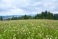 Green meadow with white clover flowers near spruce forest, mountains on the background, dark sky. Ukraine, Carpathians Royalty Free Stock Photo