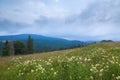 Green meadow with white clover flowers and spruces, dark mountains in the background, dark sky. Ukraine, Carpathians Royalty Free Stock Photo