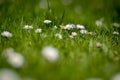 Green meadow with white flowers closeup Royalty Free Stock Photo