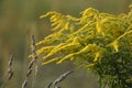 Green meadow width goldenrod plants. The rays of the sun brighten the meadow.