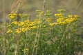 Green meadow width tansy plants. The rays of the sun brighten the meadow.