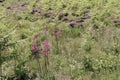 Green meadow with wildflowers close up. Summer background in calm moody colors. Wild plants, ferns and pink flowers.