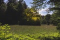 Green meadow, wildflowers on a summer day. Rural landscape, aesthetic photo