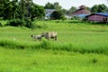 Cows are feeding in green grasslands.