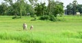 Cows are feeding in green grasslands.