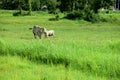 Cows are feeding in green grasslands.