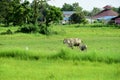 Cows are feeding in green grasslands.