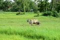 Cows are feeding in green grasslands.