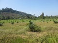 Green meadow in Valle de Vinales in Cuba Royalty Free Stock Photo