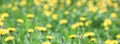 Green meadow with yellow dandelion flowers summer background, blured focus, banner Royalty Free Stock Photo