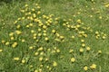 A green meadow with yellow dandelion flowers. View from above. Wildflowers. Spring, summer sunshine. Royalty Free Stock Photo