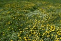 Green meadow. Yellow dandelions on the field.