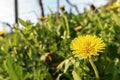 Green meadow with yellow dandelions Royalty Free Stock Photo