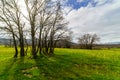 Green meadow with yellow flowers and bare-branched oaks with the sun backlit