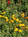 Green meadow with yellow flowers in sunlight Royalty Free Stock Photo